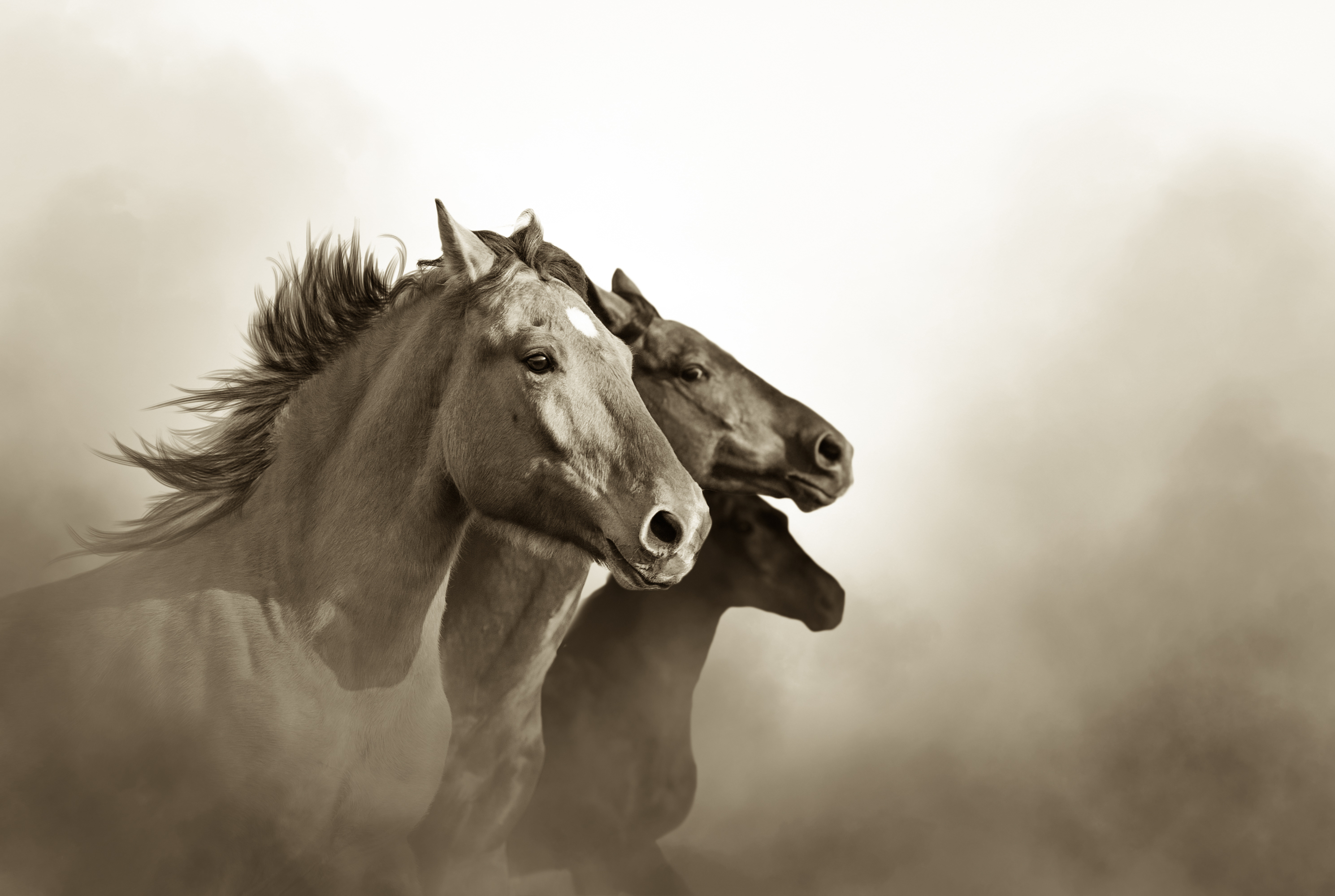 Mustanghästen – Något Alldeles Speciellt