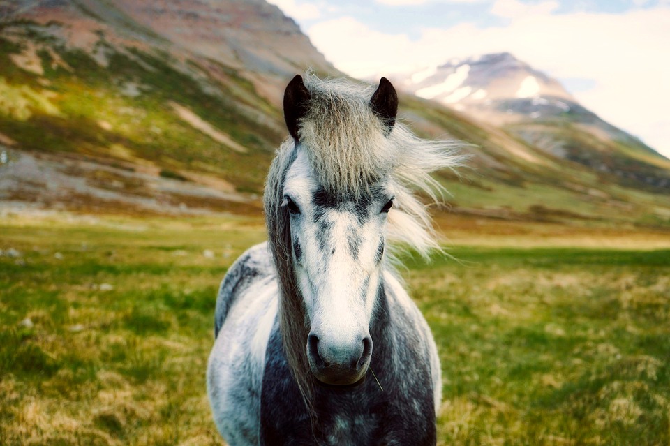 Islandshästen – En Tuff Häst I Litet Format
