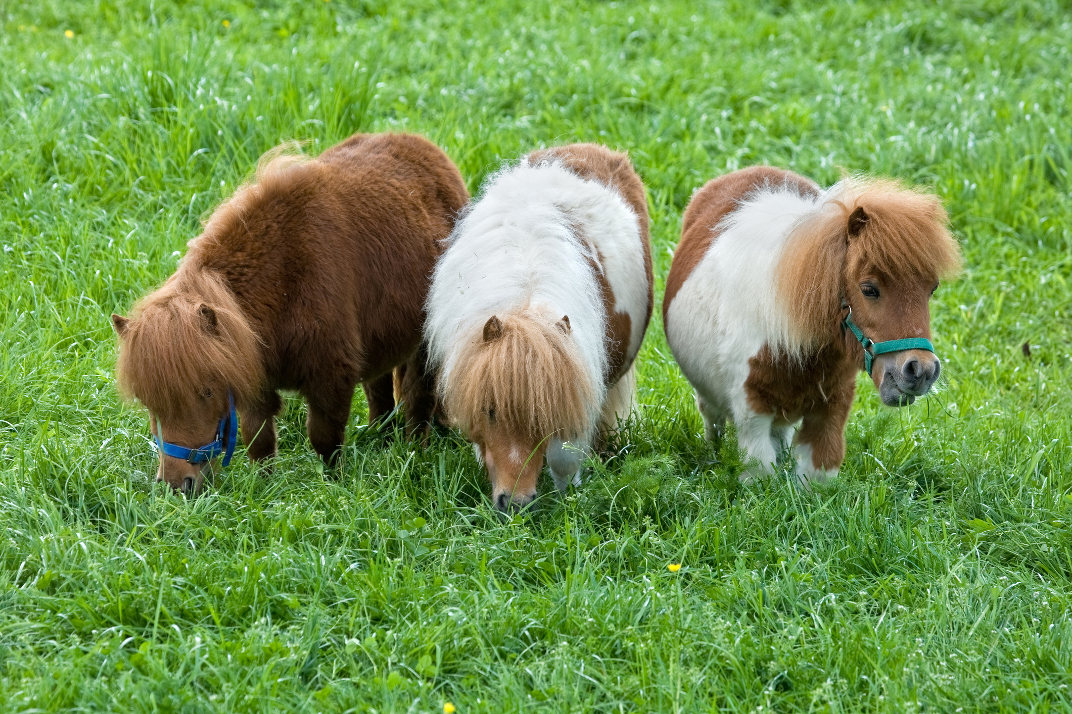 Three Grazing Falabella Ponies