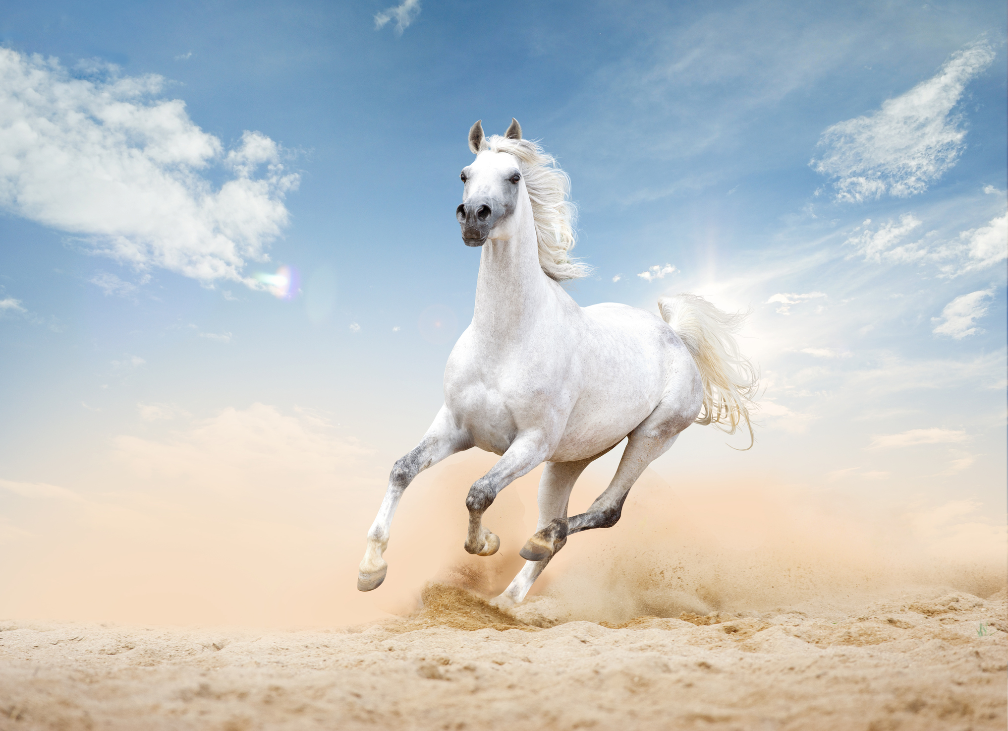 Arabian Horse Runs Free In Desert