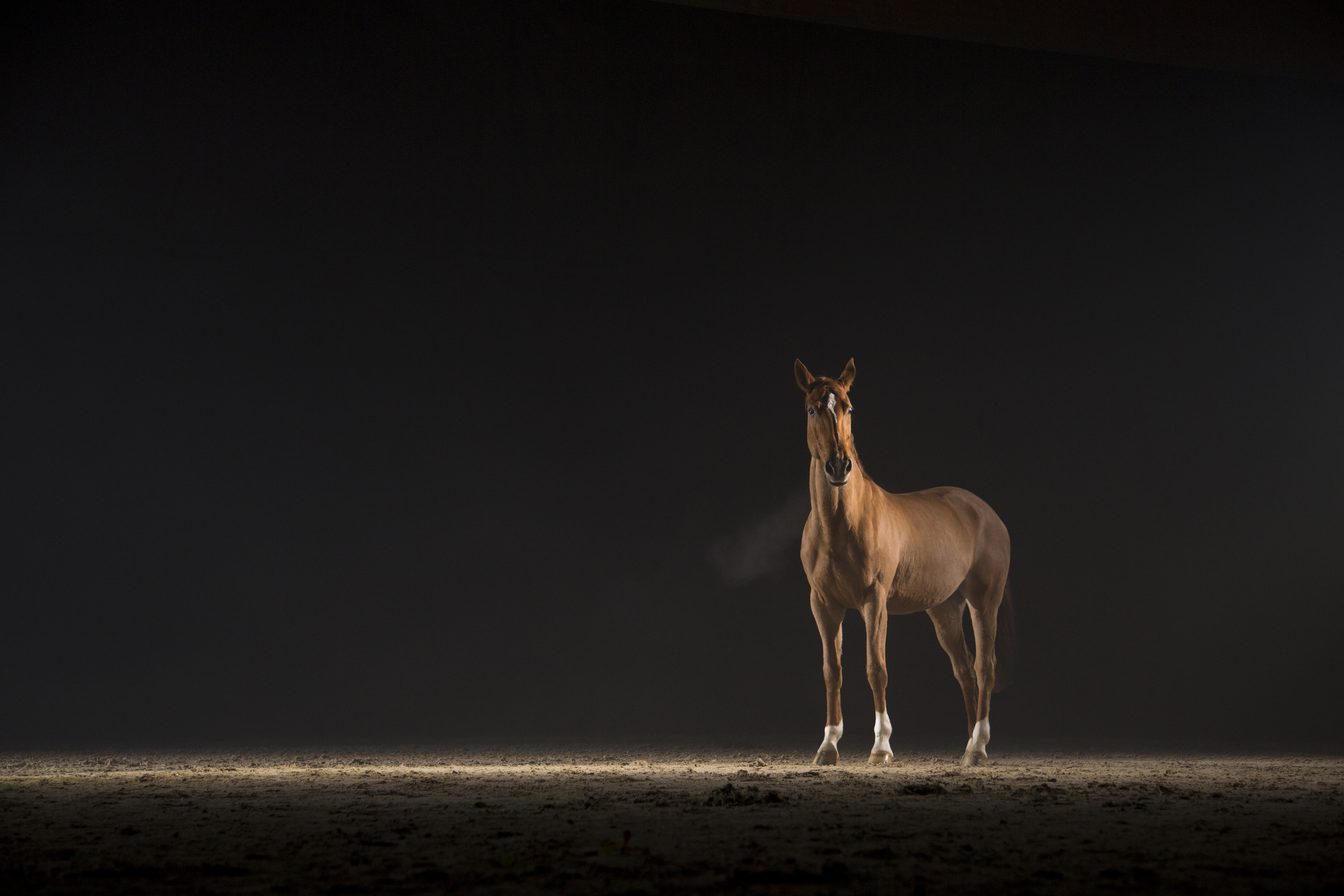 Brown Horse