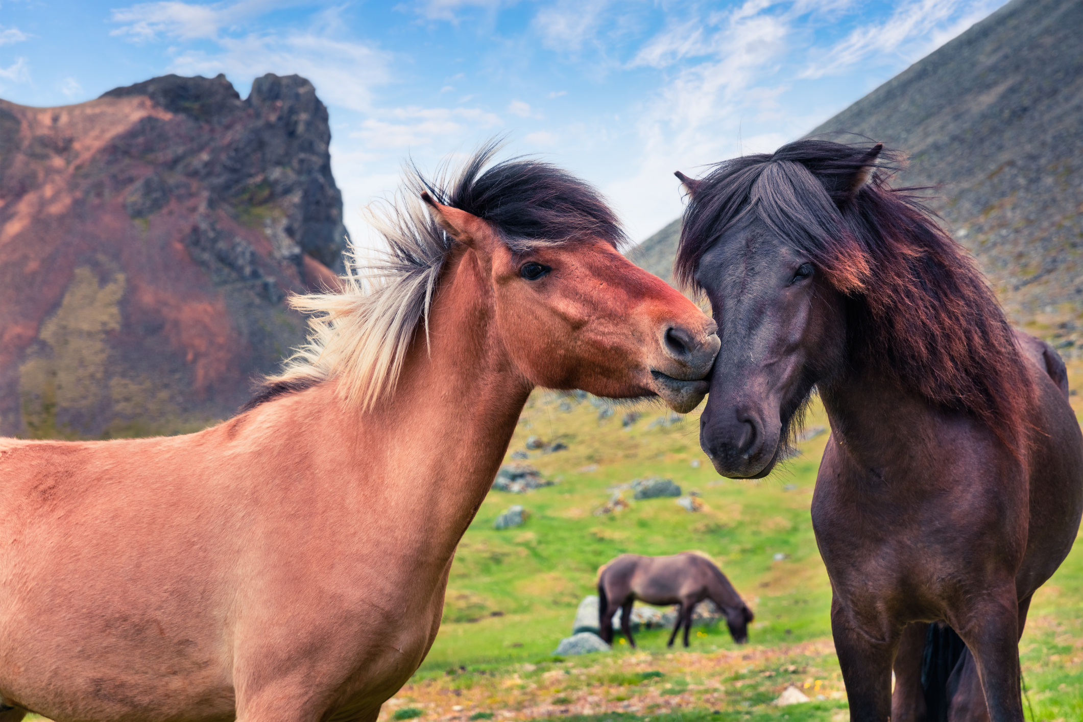 Developed From Ponies – Icelandic Horses.