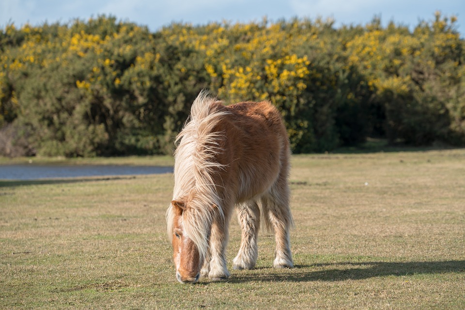 Shetlandsponny – Populär För Nybörjare