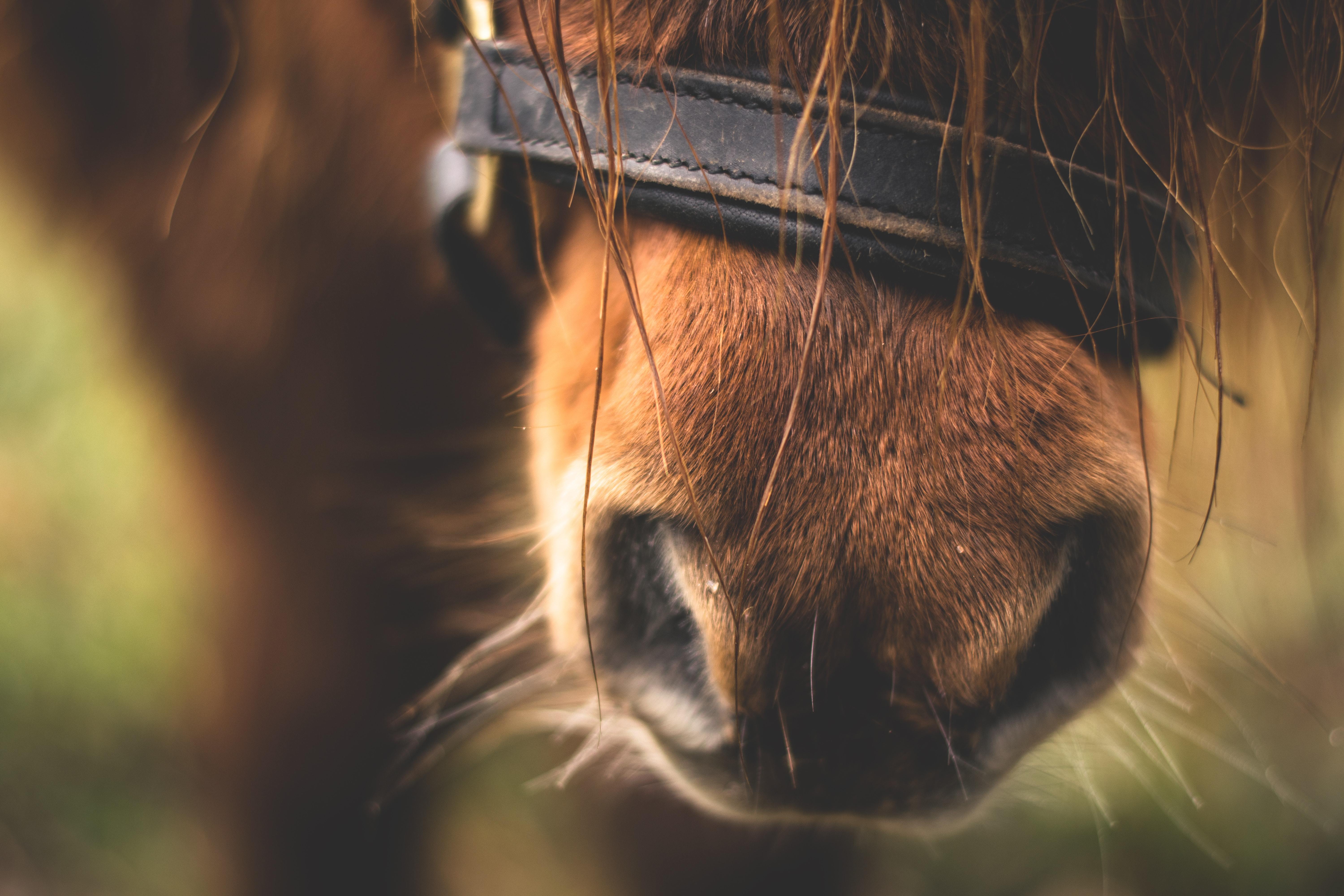 Animal Blur Brown 282893.jpg