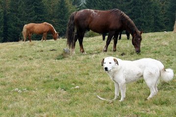 Häst Och Hund