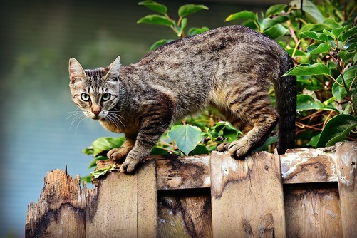 Stallkatten
