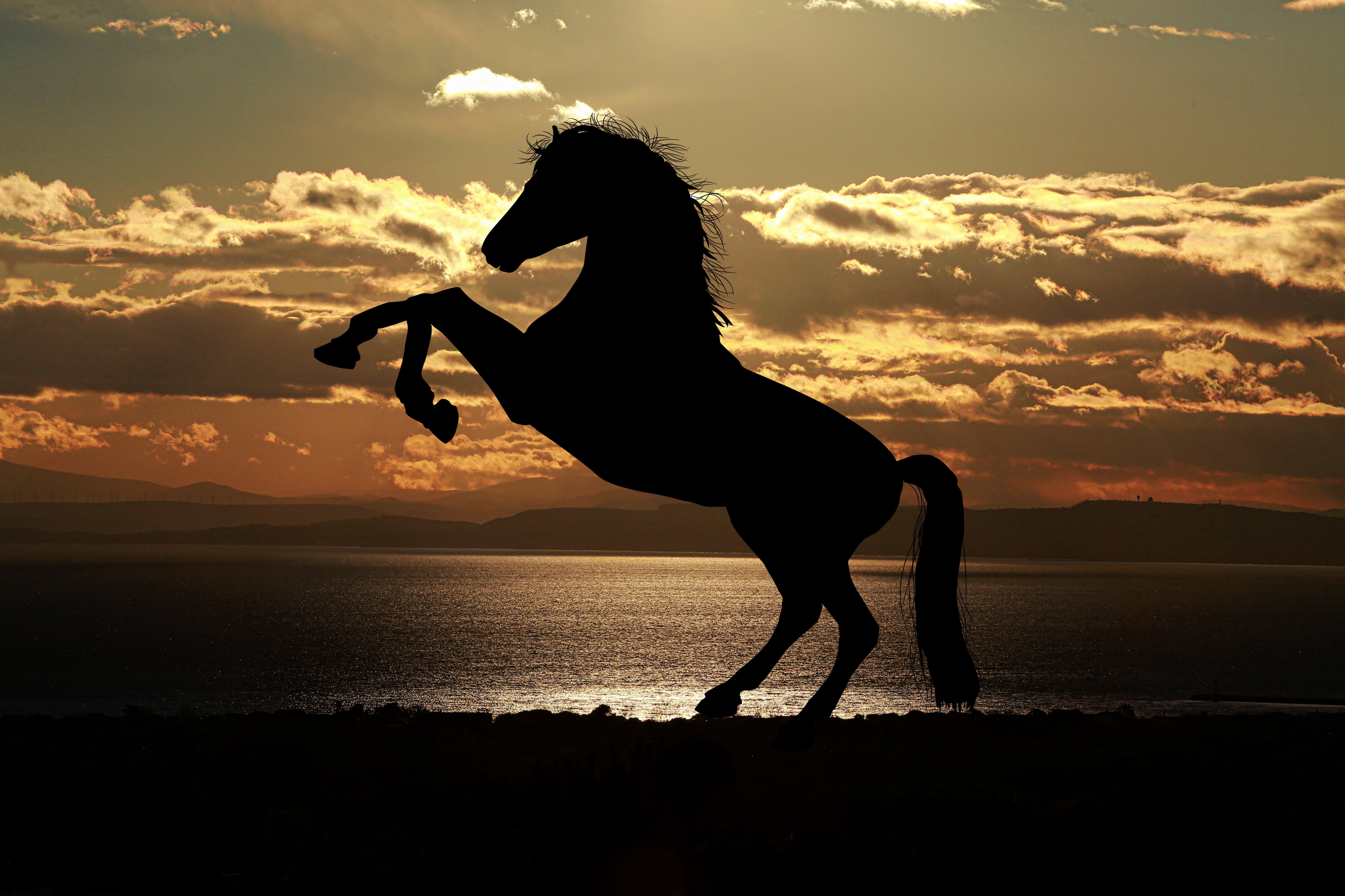 Hackneyhäst – Den Eleganta Körhästen